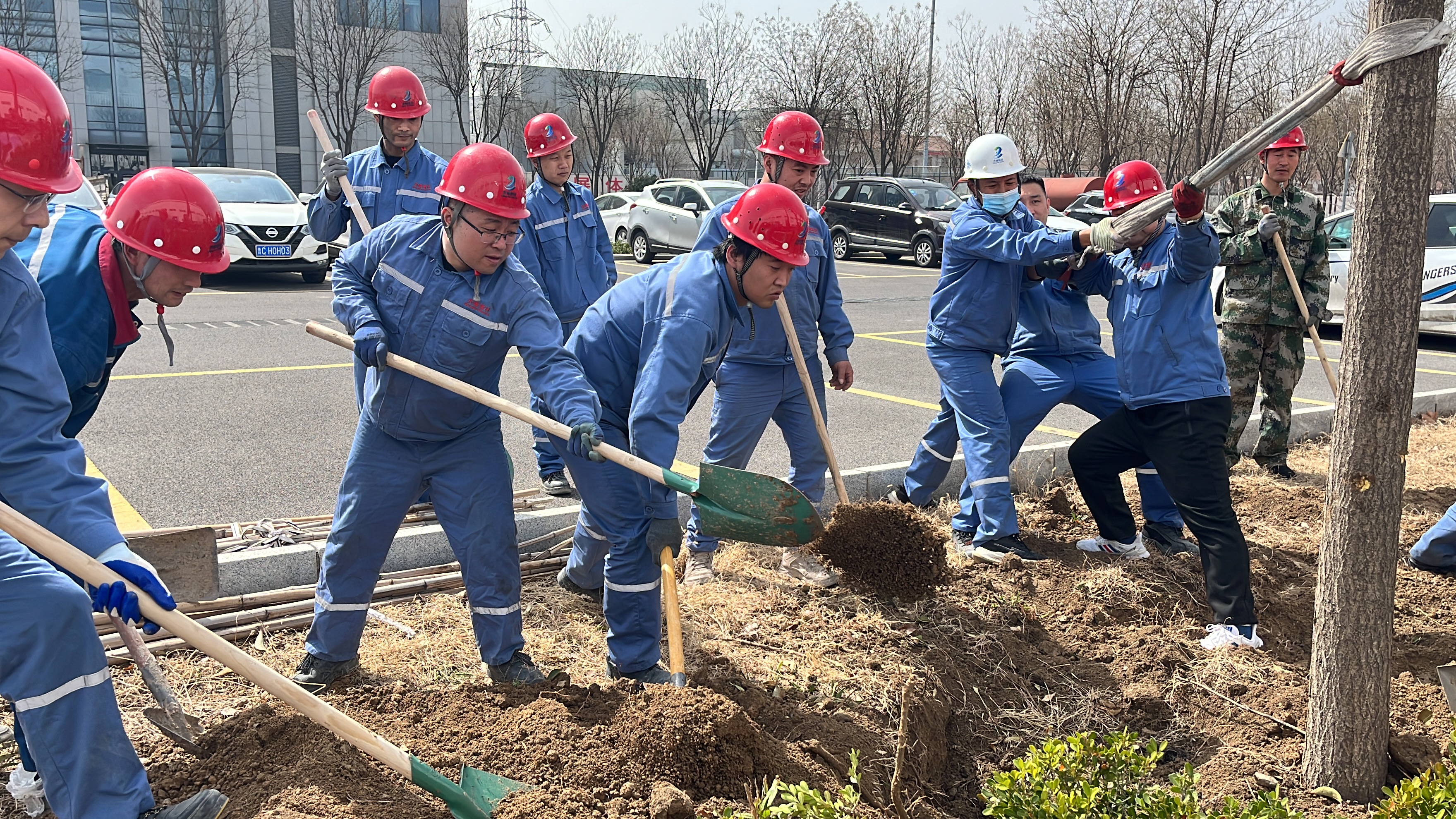 2025年3月12日植树节干部职工移栽国槐、女贞等树木145颗